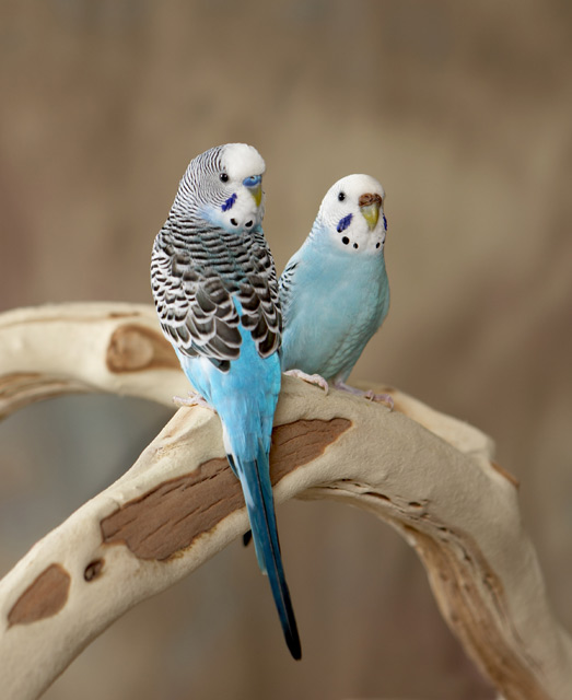 budgerigar