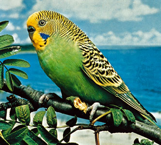 budgerigar-7756