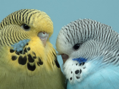 wegner-petra-budgerigar-pair-courting